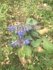 Borago officinalis