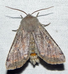 Orthosia rubescens