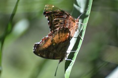 Eurytela dryope