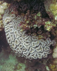 Lobophyllia corymbosa