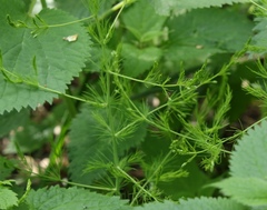 Asparagus tenuifolius