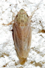Prairiana