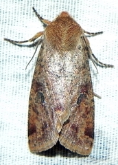 Orthosia rubescens