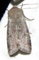 Orthosia rubescens