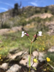 Collinsia sparsiflora collina