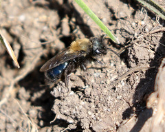 Andrena nigrocaerulea