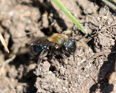Andrena nigrocaerulea