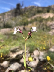 Collinsia sparsiflora collina