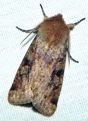 Orthosia rubescens