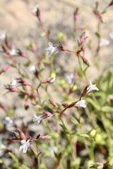 Collinsia sparsiflora collina