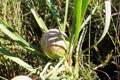 Protea tenax