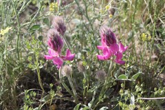 Hedysarum argyrophyllum