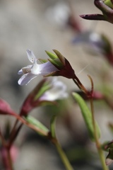 Collinsia sparsiflora collina