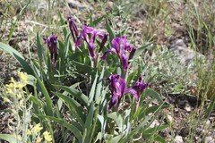 Iris glaucescens