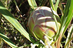 Protea tenax
