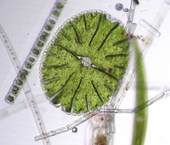 Micrasterias thomasiana