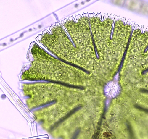 Micrasterias thomasiana