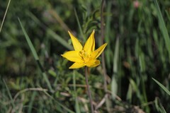 Tulipa sylvestris biebersteiniana