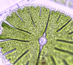 Micrasterias thomasiana