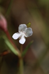Collinsia sparsiflora collina