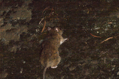 Rattus andamanensis