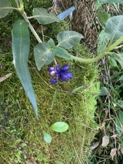 Coccocypselum lanceolatum