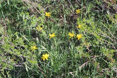 Tulipa sylvestris biebersteiniana