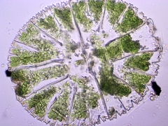 Micrasterias thomasiana