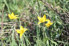 Tulipa sylvestris biebersteiniana