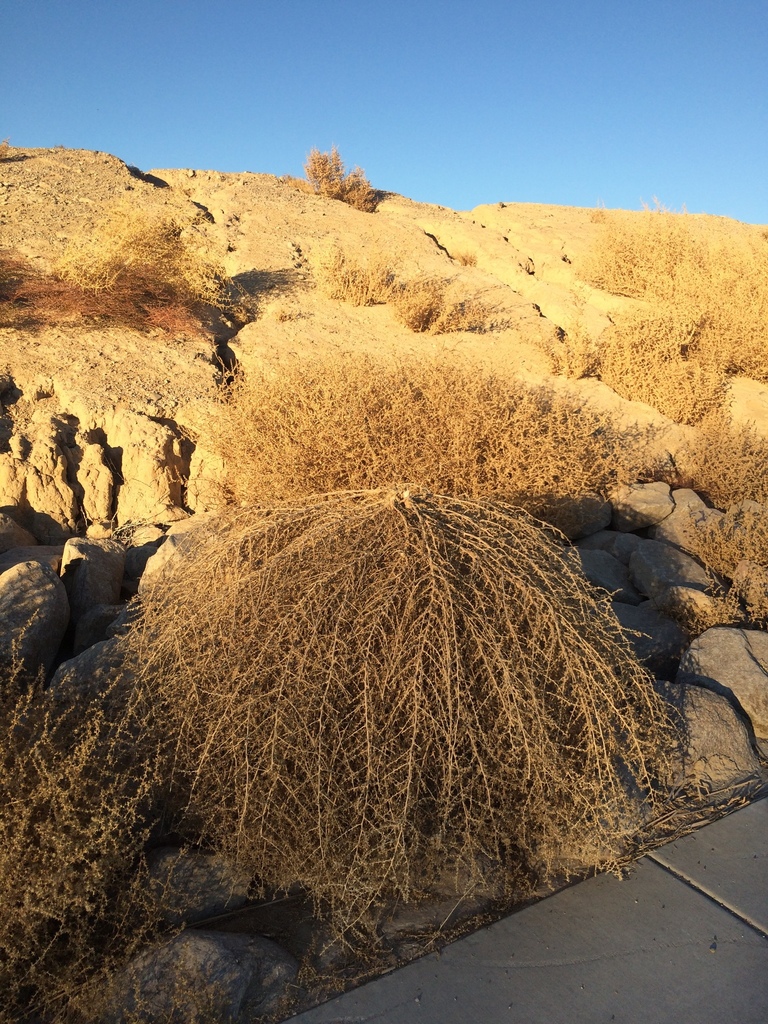 Monster tumbleweed: Invasive new species is here to stay