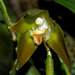 Orquídea de Peguero - Photo (c) Maribel Armenteros, algunos derechos reservados (CC BY-NC), subido por Maribel Armenteros