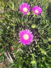 Carpobrotus