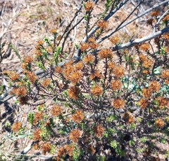 Oedera genistifolia
