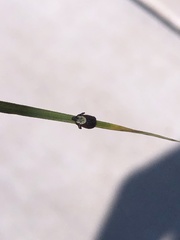 Dermacentor variabilis