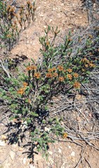 Oedera genistifolia