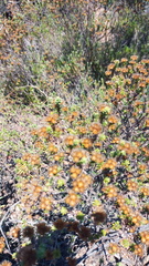 Oedera genistifolia