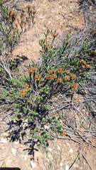 Oedera genistifolia