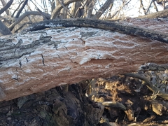 Steccherinum robustius