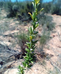Muraltia macrocarpa