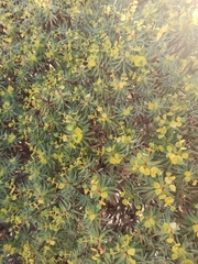 Euphorbia dendroides