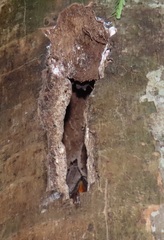 Lophoceros alboterminatus