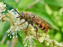 Xanthocampsomeris hesterae