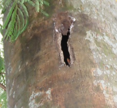Lophoceros alboterminatus