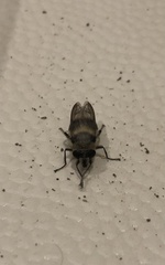 Criorhina