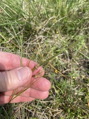 Nassella leucotricha