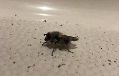 Criorhina