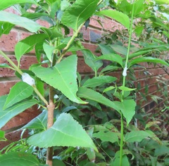 Halleria lucida