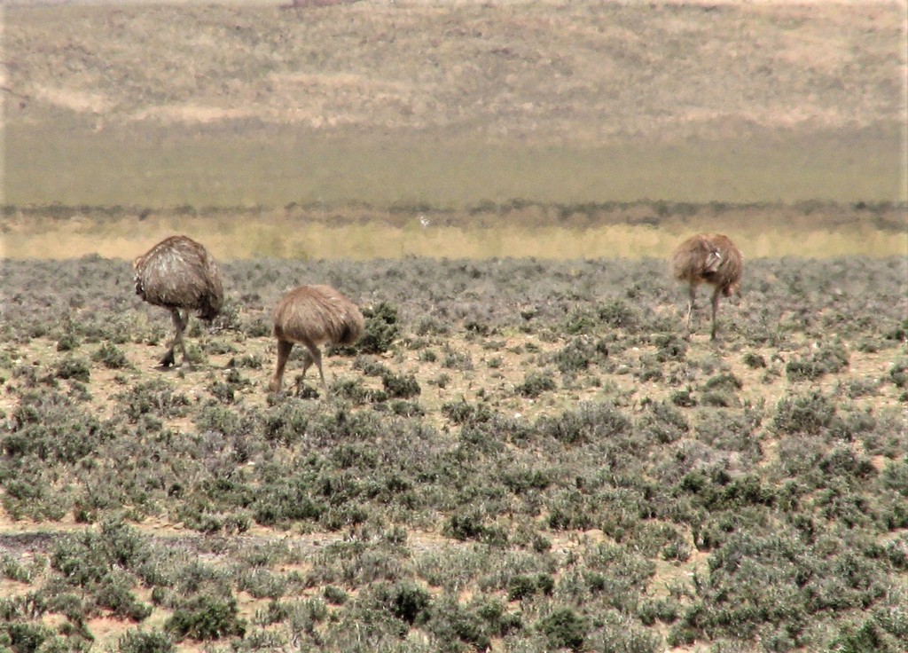 Lesser Rhea