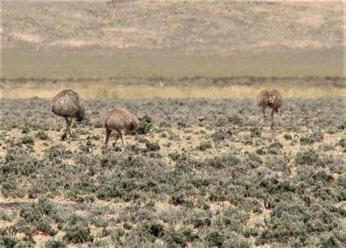 Lesser Rhea