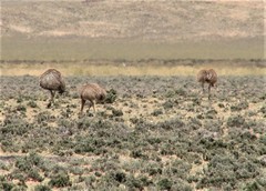 Lesser Rhea photo 3